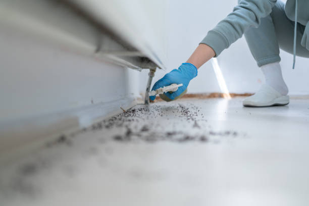 Reliable Fairbanks, AK Pest Control Solutions